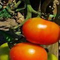 Beskrivelse af Dann-tomatsorten, dens egenskaber og dyrkning