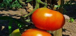Beskrivning av Dann-tomatsorten, dess egenskaper och odling