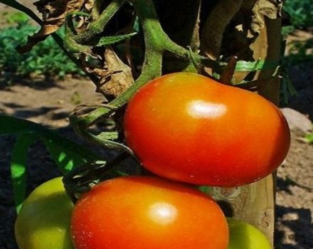 Dann tomātu šķirnes, tās īpašību un audzēšanas apraksts