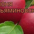 A Venyaminovskoye almafajta jellemzői és leírása, ültetés és gondozás