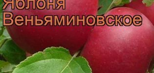 ลักษณะและคำอธิบายของ Venyaminovskoye แอปเปิ้ลหลากหลายการปลูกและการดูแลรักษา