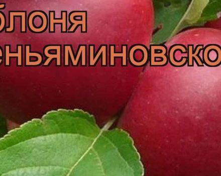 Caratteristiche e descrizione della varietà di mele Venyaminovskoye, semina e cura