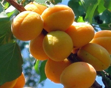Ankstyvųjų abrikosų veislės aprašymas, atsparumas šalčiui ir derlius
