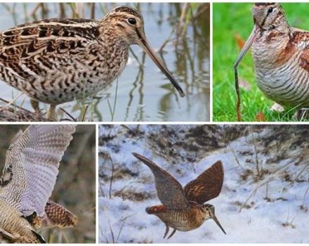 What kind of woodcock bird is and what it looks like, habitat and what they eat