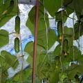 Description of the variety of cucumbers Balcony Miracle, features of cultivation and care