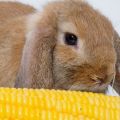 Výhody a poškodenie kukurice pre králiky, spôsob, ako ju kŕmiť a v akej forme