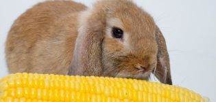Fordelene og skadene af majs for kaniner, hvordan man fodrer det korrekt, og i hvilken form