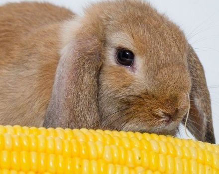 Výhody a poškodenie kukurice pre králikov, ako ich správne a v akej forme kŕmiť