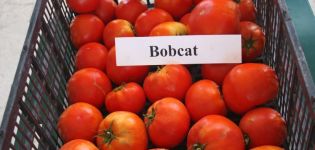 Eigenschaften und Beschreibung der Bobkat-Tomatensorte, deren Ertrag