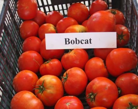 Características y descripción de la variedad de tomate Bobkat, su rendimiento.