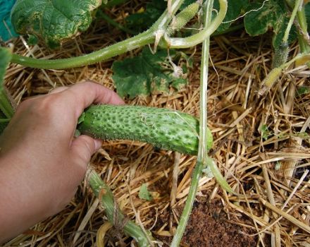 Description of the best powdery mildew-resistant cucumbers