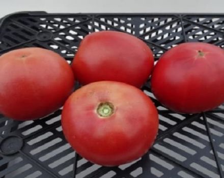 Opis odmiany pomidora Alesi i jej właściwości
