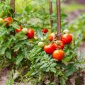 Instrucciones de uso de fungicidas para tomates y criterios de selección