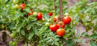 Instructions for the use of fungicides for tomatoes and selection criteria