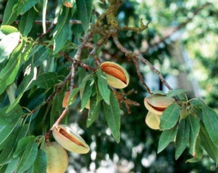 Description of varieties of three-lobed almonds, planting and care technology