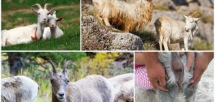 Keçinin avlanması ve ısınması için nasıl uyarılır, ne zaman örtülmeli