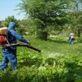 Description of the best herbicides from hogweed and the rules for processing drugs