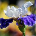 Wie man Iris durch Samen vermehrt und zu Hause wächst