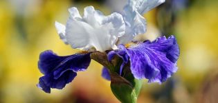 How to propagate irises by seeds and grow at home