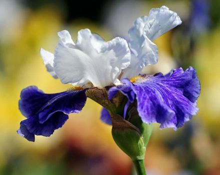Kako razmnožavati irise sjemenkama i rasti kod kuće