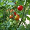 Egenskaper och beskrivning av tomatsorten Söt tjej, dess utbyte