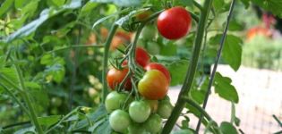 Caracteristicile și descrierea soiului de tomate Fetă dulce, randamentul său