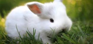 Beschreibung und Eigenschaften von Kaninchen der Hermelin-Rasse und die Regeln für ihre Pflege