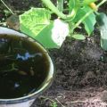 How often to water cucumbers, when and at what time is it better