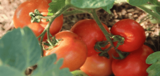 Mô tả giống cà chua Người quan trọng và đặc điểm của nó