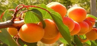 Beschrijving van het abrikozenras Olympus, opbrengstkenmerken en teelt