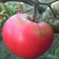 Opis sorte rajčice Pink King i njegove karakteristike
