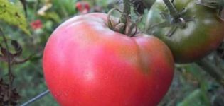 Opis odrody paradajok Pink King a jej vlastnosti