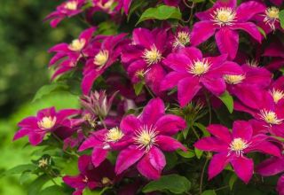 How can you feed clematis in the fall, the best fertilizers for flowers