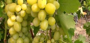 Auginamų Pervozvanny vynuogių aprašymas ir subtilybės