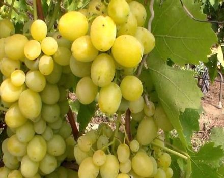 Description et subtilités de la culture du raisin Pervozvanny