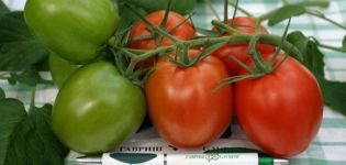 Kenmerken en beschrijving van het tomatenras T 34, de teelt ervan