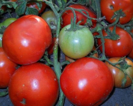 Opis sorte rajčice Gusti obrazi i njegove karakteristike