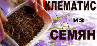 Μέθοδοι αναπαραγωγής για clematis από σπόρους, φύτευση και καλλιέργεια στο σπίτι