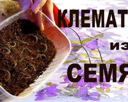 Métodos de reproducción para semillas de clemátide, plantación y cultivo en casa.