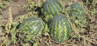 Beschrijving van de watermeloenvariëteit Kholodok en kenmerken van de teelt, verzameling en opslag van gewassen