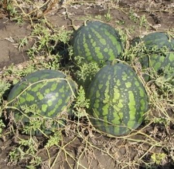 وصف صنف البطيخ خلودوك وخصائص زراعته وجمع وتخزين المحاصيل