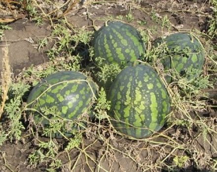Beschreibung der Wassermelonensorte Kholodok und Merkmale ihres Anbaus, ihrer Sammlung und Lagerung von Pflanzen