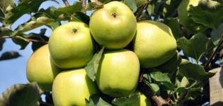Karakteristike i opis sorte jabuke Ainur, procjena okusa i otpornost na bolesti