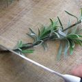 How to propagate lavender by seeds and dividing the bush, layering and cuttings