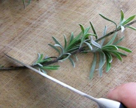 Wie man Lavendel durch Samen vermehrt und den Busch teilt, Schichten und Stecklinge