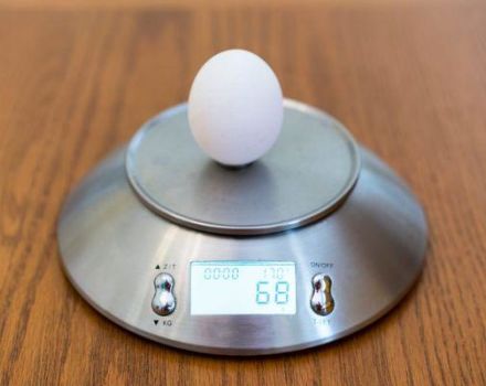 Ile gramów waży jedno jajo kurze i odszyfrowuje oznaczenia