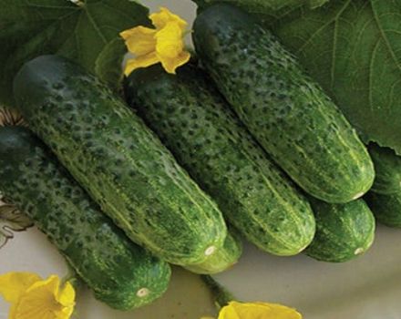 Description of the Natasha cucumber variety, cultivation features and yield