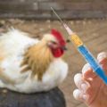Liste der 16 besten Antibiotika für Hühner, wie man Medikamente richtig gibt