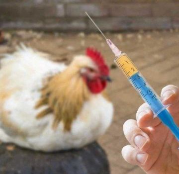 Elenco dei TOP 16 migliori antibiotici per polli, come somministrare correttamente i farmaci