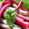 How to properly freeze rhubarb for the winter at home and is it possible